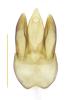 Laricobius erichsoni